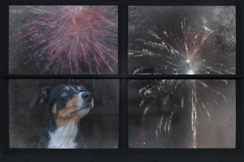 Survey Reveals Widespread Pet Fireworks Anxiety, Prompting Preparedness Push