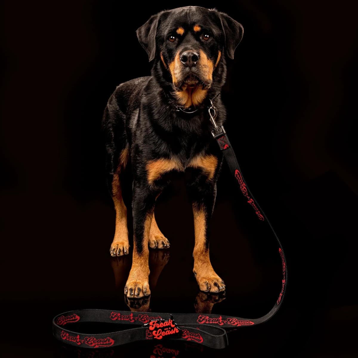 Freak On a Leash Positions Spiked Dog Collars as Everyday Accessories with Full-Grain Leather and Reinforced Hardware