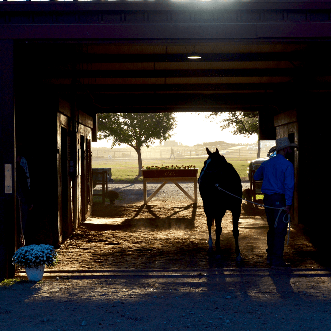 Four Sixes Ranch Details Comprehensive Horse Sales Preparation Program Emphasizing Fitness and Health