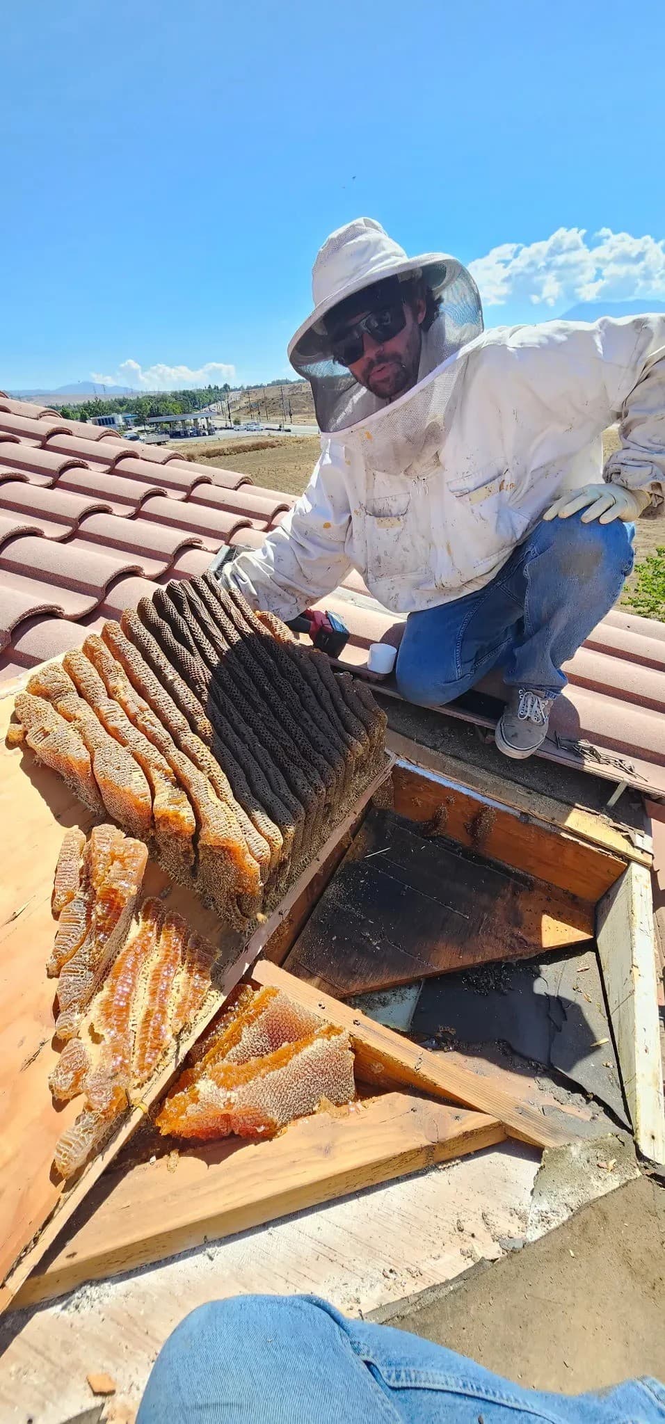 Live Bee Extraction Gains Traction in Hemet as Left-Behind Comb Creates Long-Term Problems