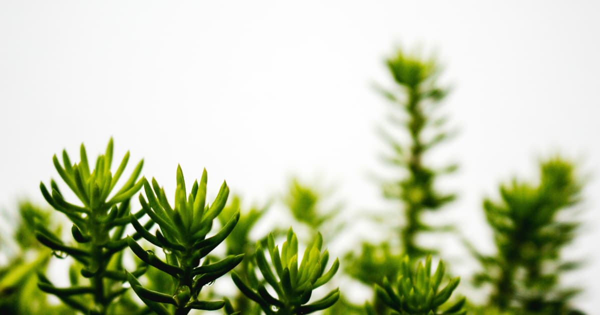 BioAdaptives, Inc. to Launch Innovative Canine Supplement Pawpa(TM) Regen Nationwide