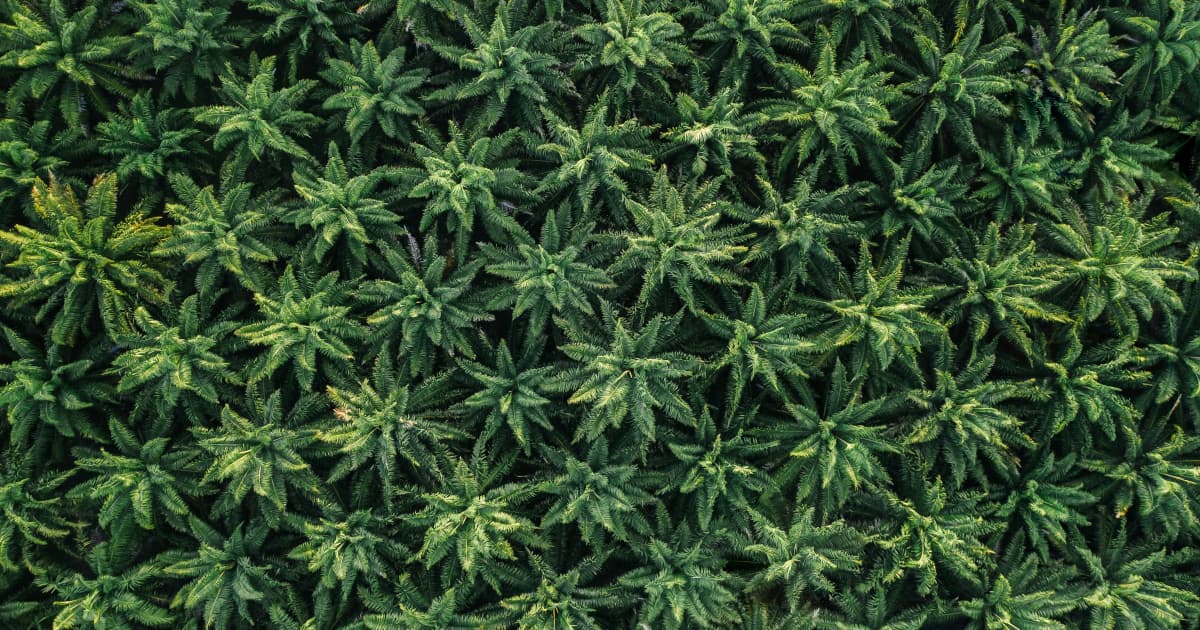 Ohio Governor Plans to Sign Legislation Banning Intoxicating Hemp Products and Revising Cannabis Law