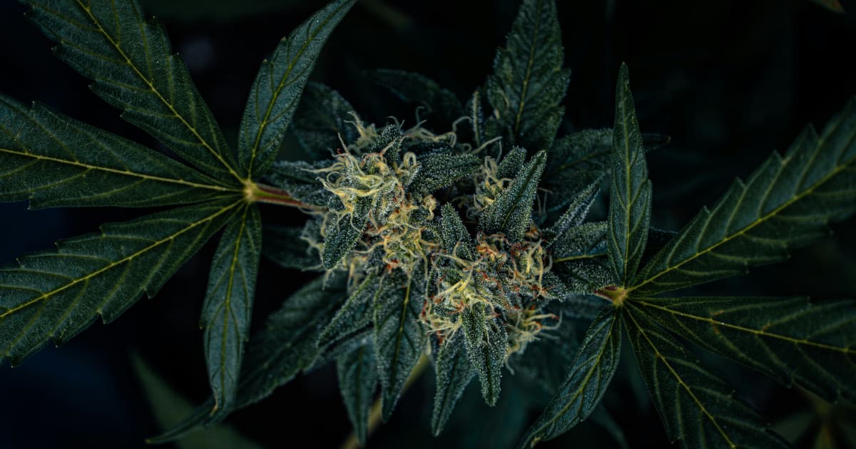 Georgia's Cannabis Regulation Debate Signals Broader Industry Implications