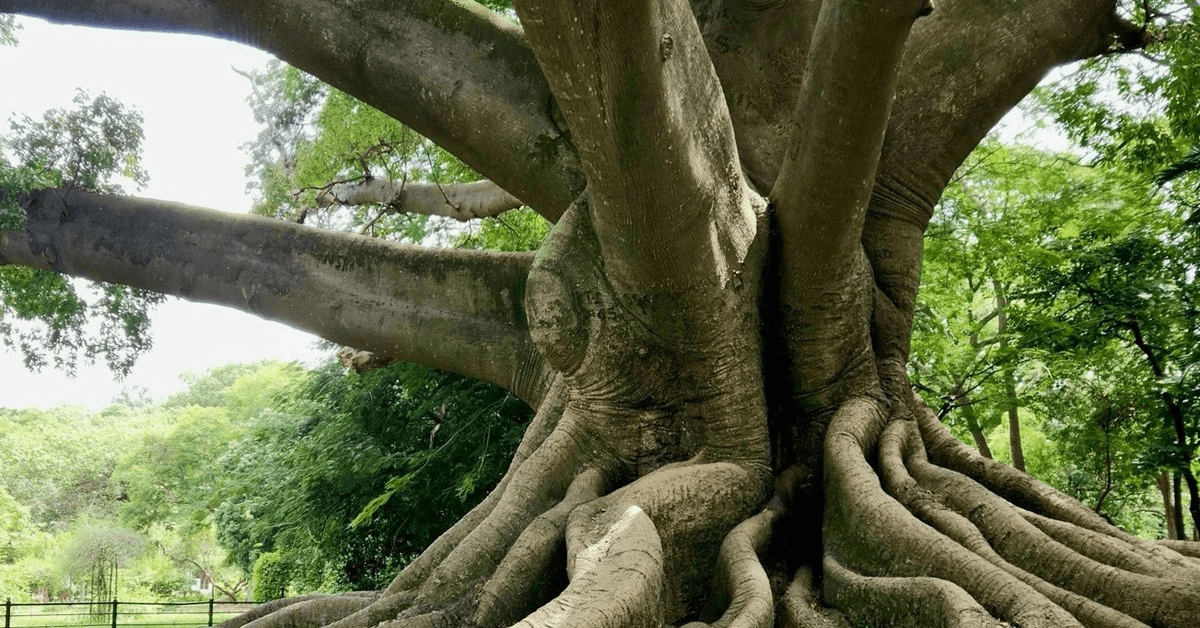 ROOTS Fellowship Foundation Funds Indigenous Spiritual Lineage Preservation Across Three Continents
