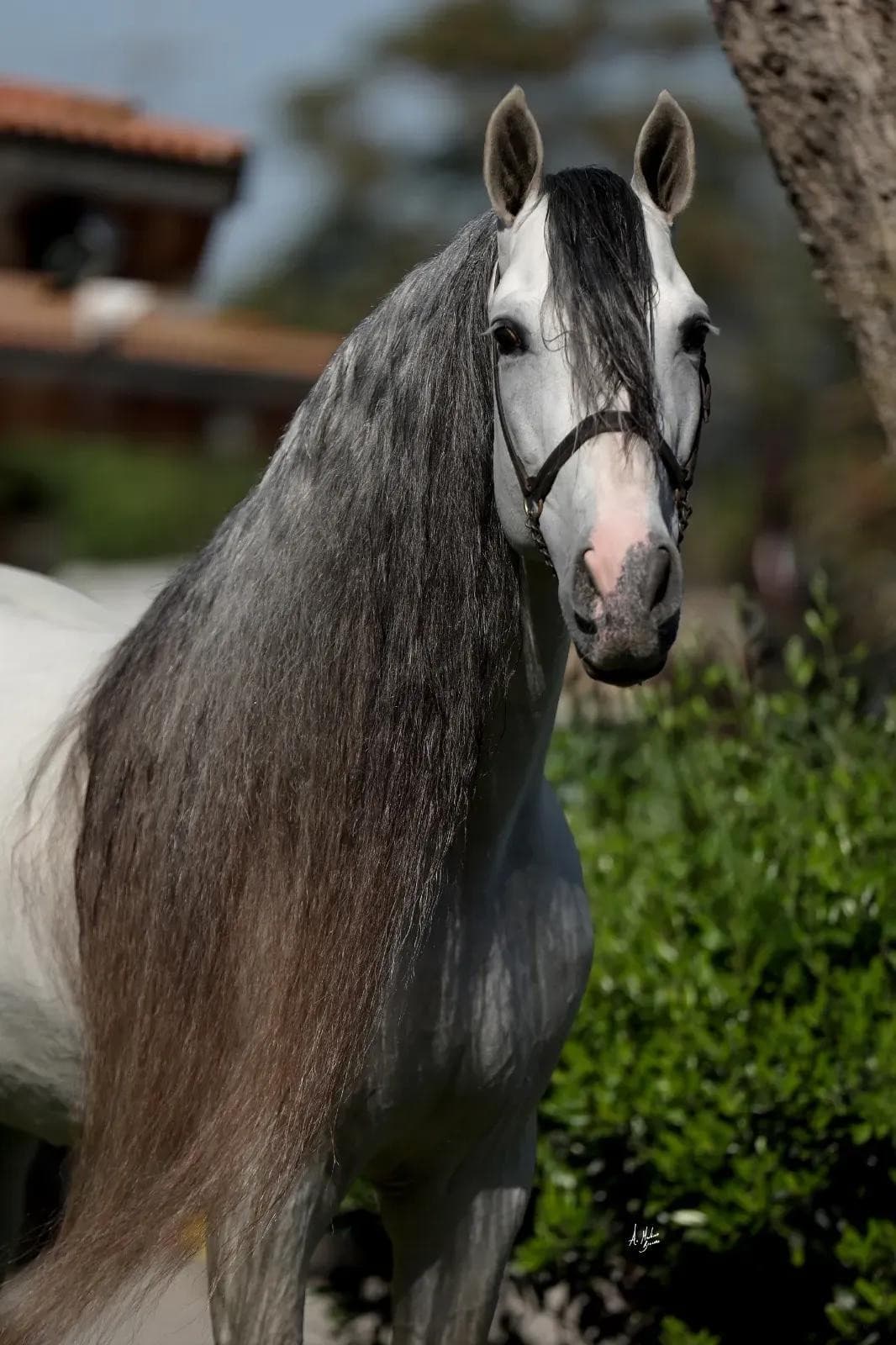 White Stallion Hay Elevates Dressage Standards with High-Quality Andalusians